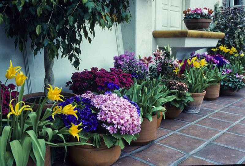 banded cylinders with yellow lilies and ficus tree in large terra cotta pot and garden bowl with blue and lavender gerberas and ledge with brown accent calling back clay pots