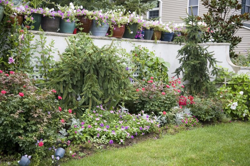 concrete fence with lattice details and parterre with spruces and rosebushes and ceramic pots with bougainvillea on fence and directional outdoor lights