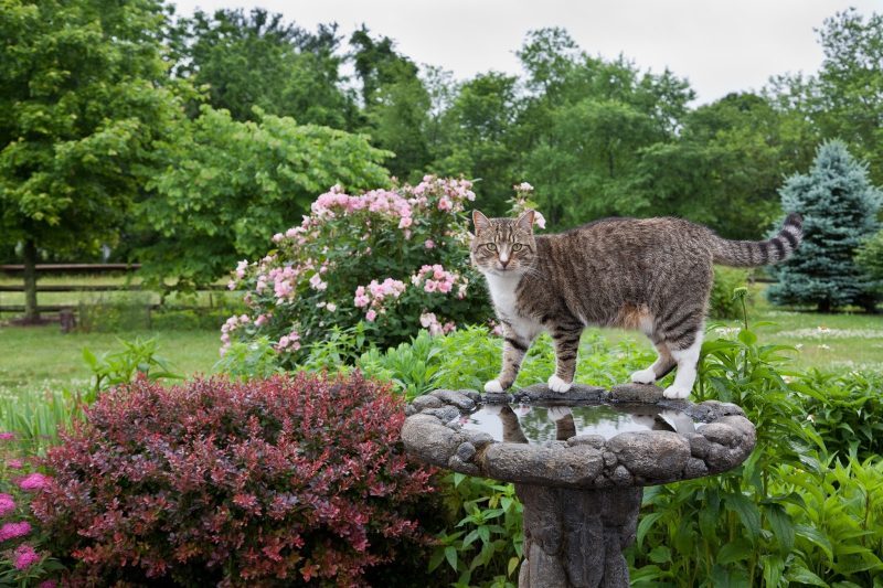 DIY stone aggregate birdbath with pink blooming tree and tabby cat and split rail fence