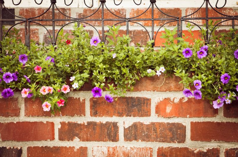 inside fence planters with indigo petunia spilling over iron railing and brick fence matching home facade with decorative wrought iron fence top matching