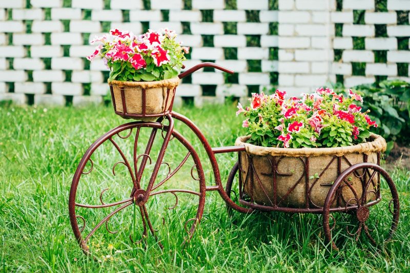 painted brick basketweave design fence and three-wheeled vintage bike used as planters and petunia red with bright white edges