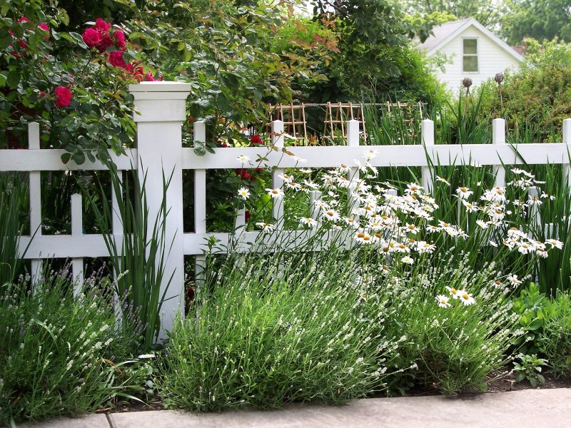 spaced out picket fence with short picket accents and wildflowers and roses and standing wooden trellises in the garden with gabled roof house
