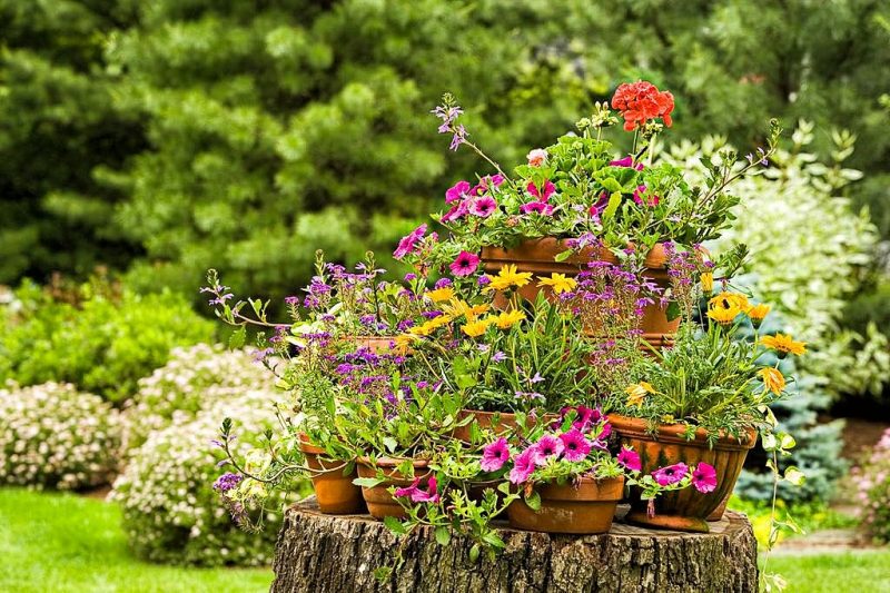 standard, azalea, and tall terracotta pots on tree stump plant stand with pot arrangement from small to tall and wild violets and daisies