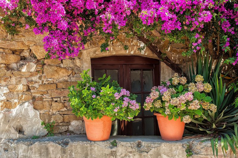 stone and concrete siding and 6-lite wooden swing doors with lush violet bougainvillea and hydrangeas in medium sized clay pots