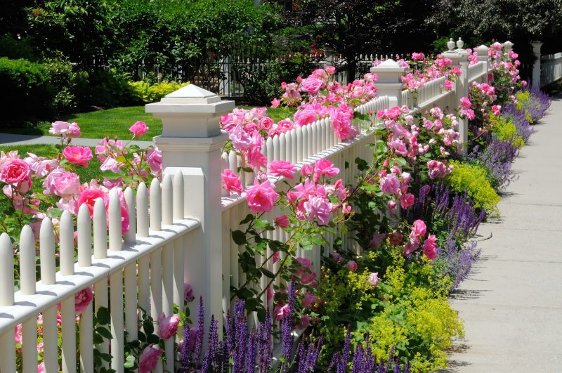 white fence along concrete path with lavender plants and pink flowers and ornamental fence posts near gate