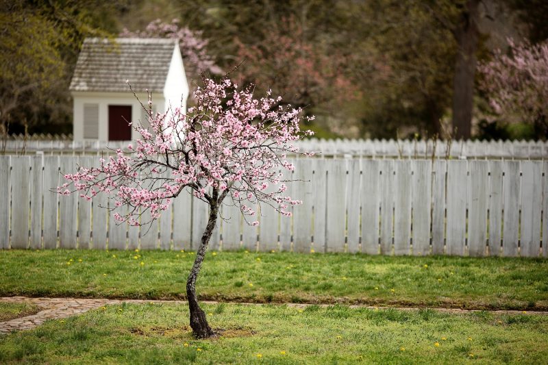 white washed stockade fence and crabapple tree with pink blooms and stone walkway with gabled roof garden shed and shingle roof on shed