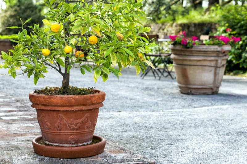 terra cotta pot with young orange tree and large vase with pink flowers on stone and brick patio with chairs