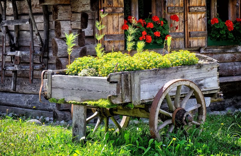 aged wood rustic wagon with growing moss and joyful bush daisies and geraniums in forest green window boxes with weathered wooden window shutters