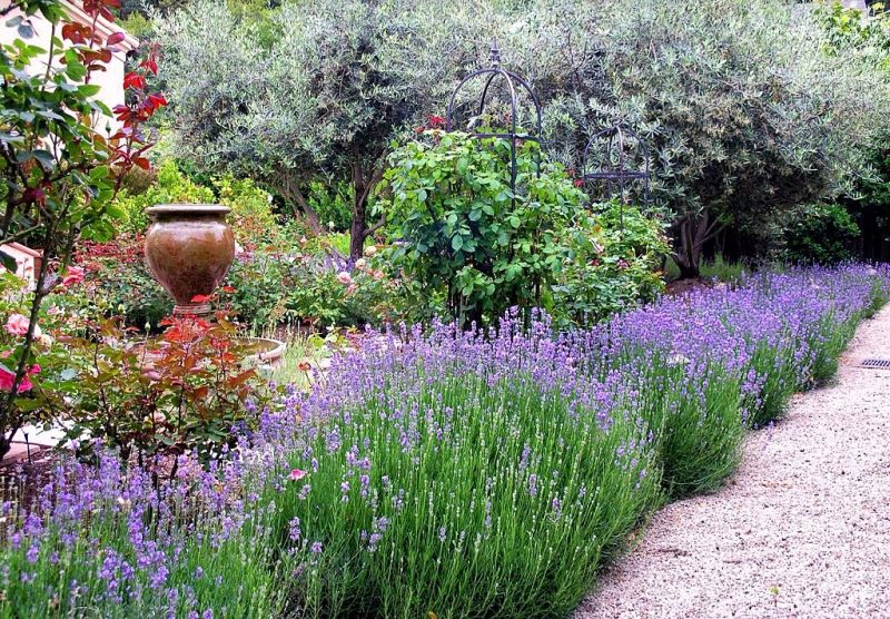 Lavender shrubs as garden edging with limestone fines walkway and terracotta fountain with glazed urn and iron cage trellis with English rose and “Blue Mist” fothergilla