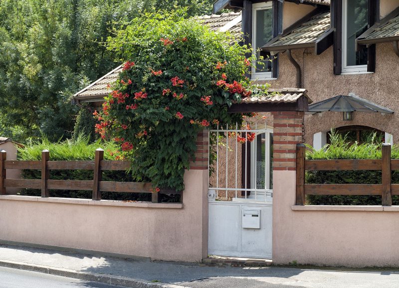 painted iron gate with open grill top and chinese trumpet creeper crawling vines with pink concrete fence with wooden split rail and brick path to front door calling back gate columns and eye level hedges adding to privacy