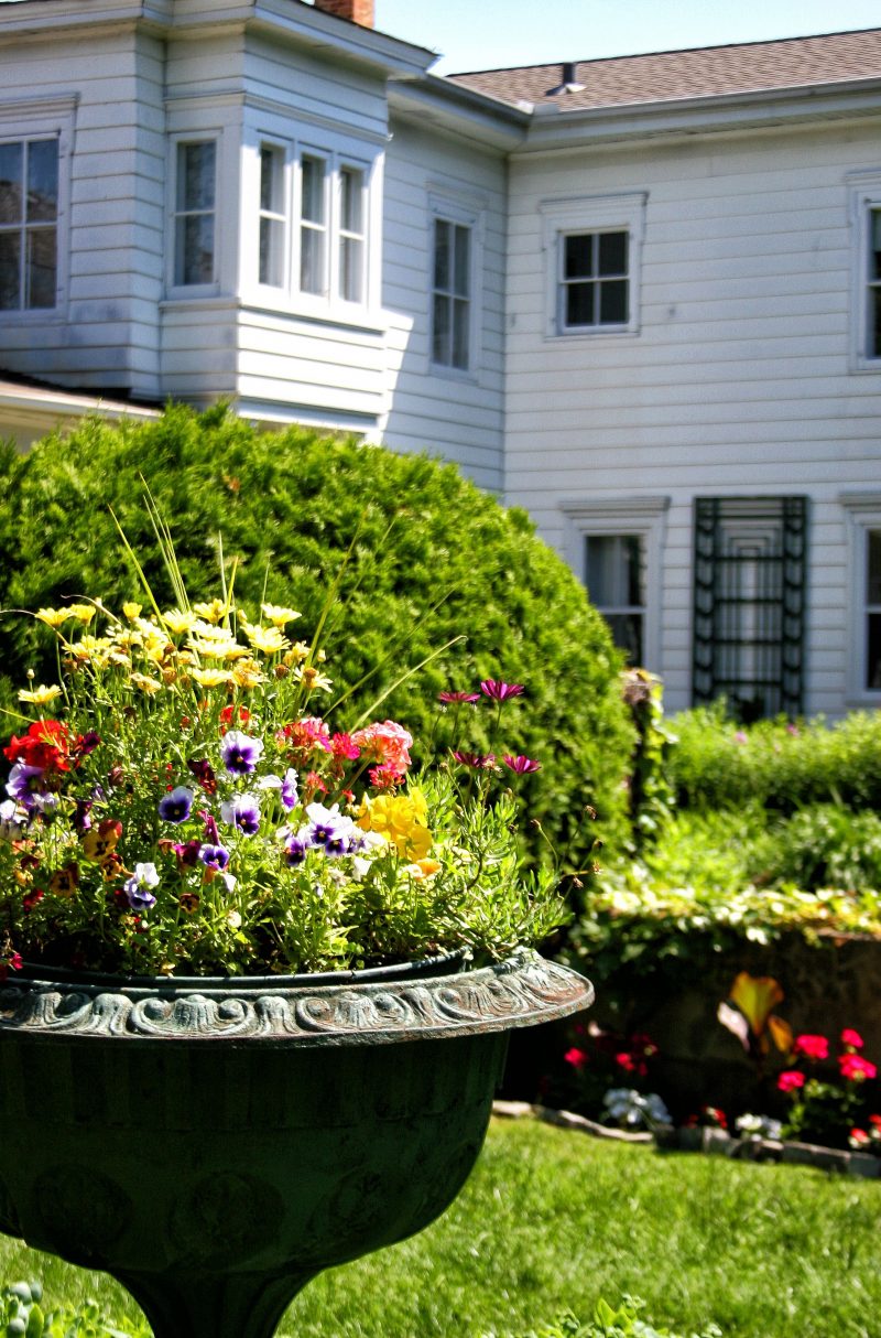 vintage brass planter with patina repurposed as planter and zinc pot inside planter with wildflowers and pansies with privacy hedges and garden beds