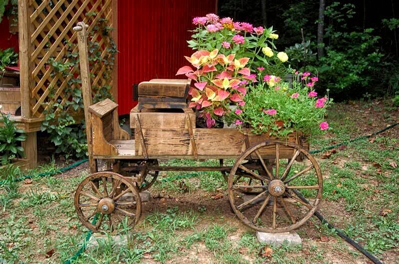 vintage buckboard with bigger back wheels and rustic wooden wagon secured on wheel stoppers and coleus calling back the pink daisies with lattice privacy wall and climbing ivy