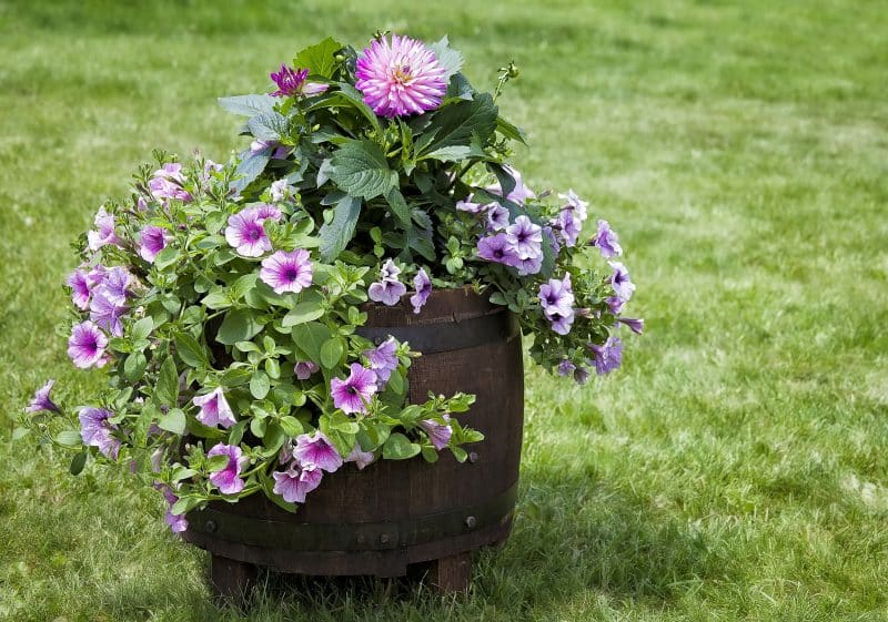 2-hooped vintage barrel planter and DIY barrel legs with barrel rivets and dahlia blooms in center of planter with hanging petunias
