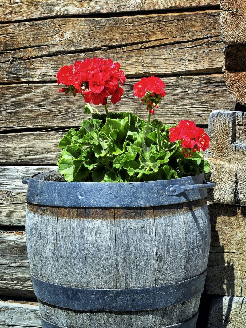 aged barrel planter and top metal hoop with handles and red geranium flowers and aged wood and log siding