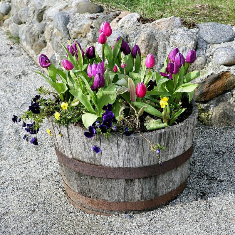aged recycled barrel planter with pink and purple tulips and mortared stone retaining wall with gray pea gravel garden path