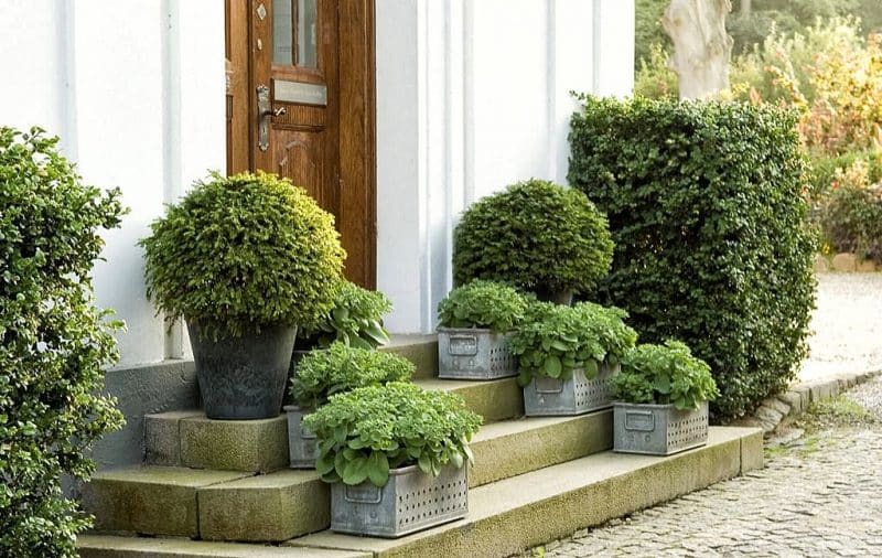 galvanized rectangular deep trays reused as portable planters with pair of tall black cylinder urn planters and au naturel hedge security fence with concrete slab steps with cement tile garden edging