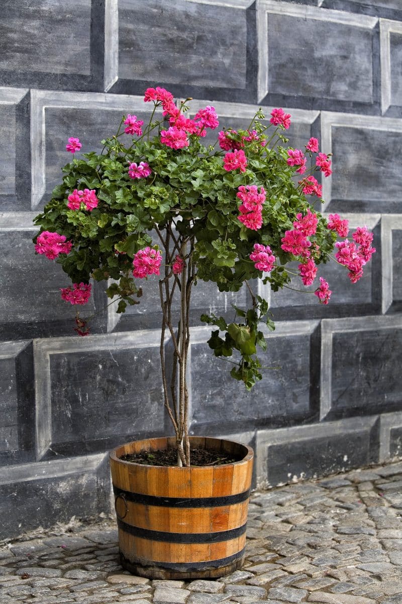 half barrel with 3 hoops and chalkboard wall stenciled to mimic cinder blocks with cobblestone flooring and vibrant pink bloom geranium tree