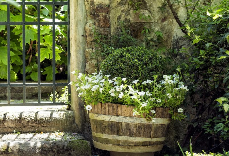 half barrel with galvanized zinc hoops and white violas with hammered iron gate and concrete steps with trimmed topiary
