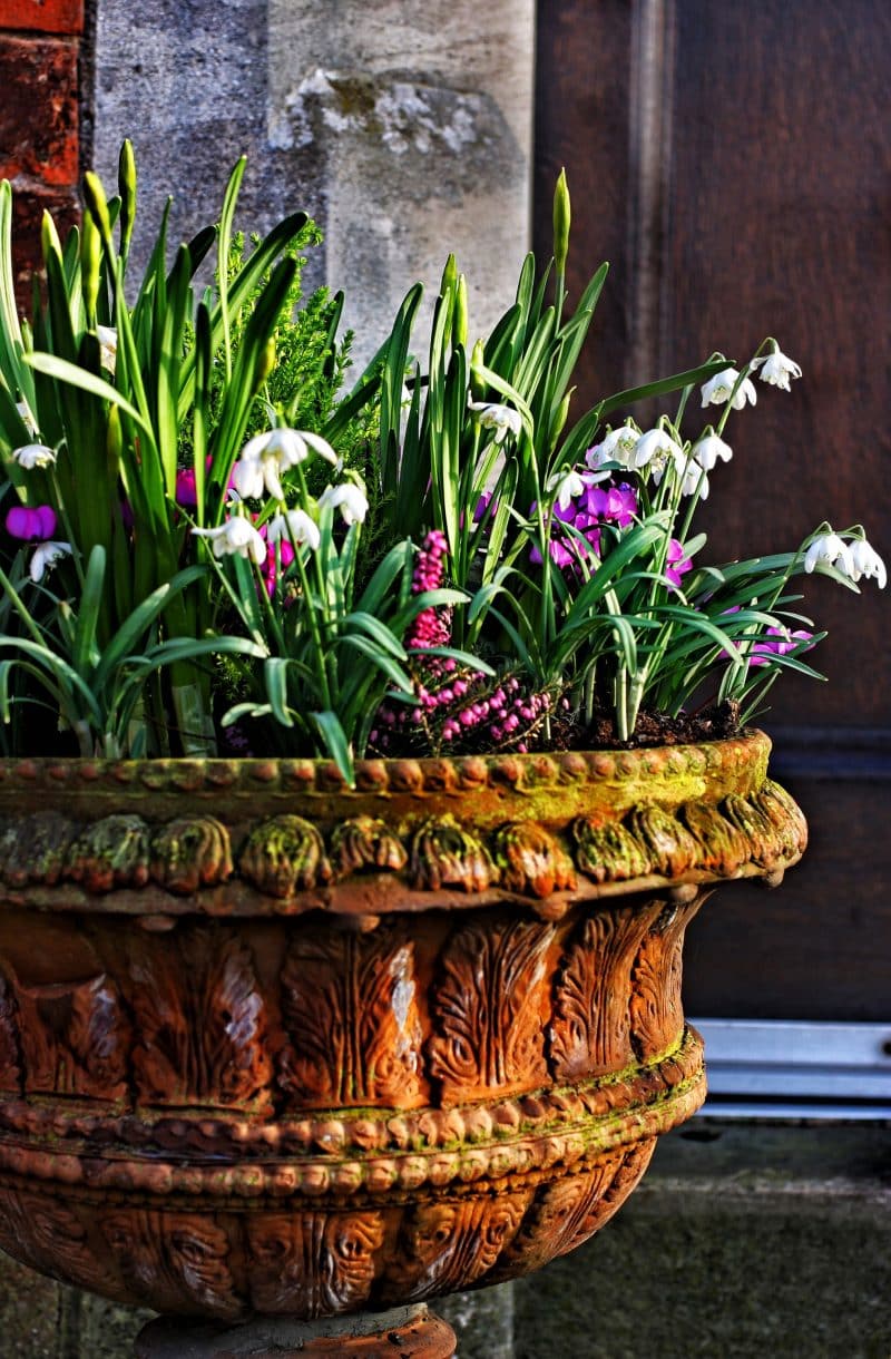 handcrafted terracotta urn planter with moss and white cast and daffodils ready to bloom with snowdrops and purple heather