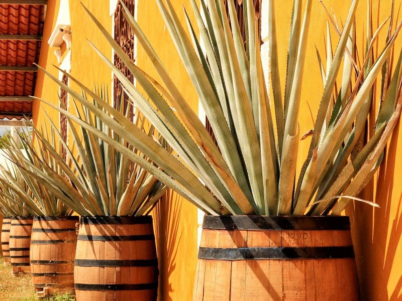 line of painted port pipe barrels with American aloe (i.e. agave americana) and terracotta roof tiles calling back the barrels with painted stucco siding and wrought iron window grills