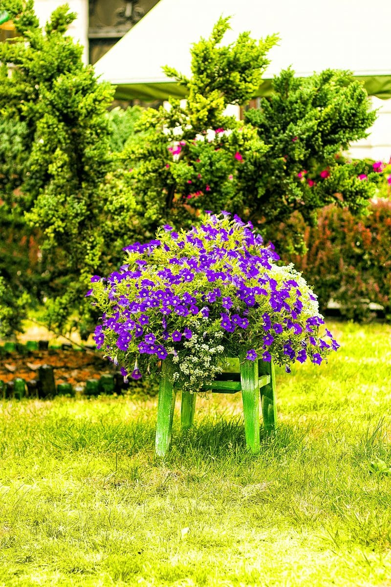 painted chair repurposed as planter and painted wood garden edging of different heights calling back recycled planter color with lush wild violets
