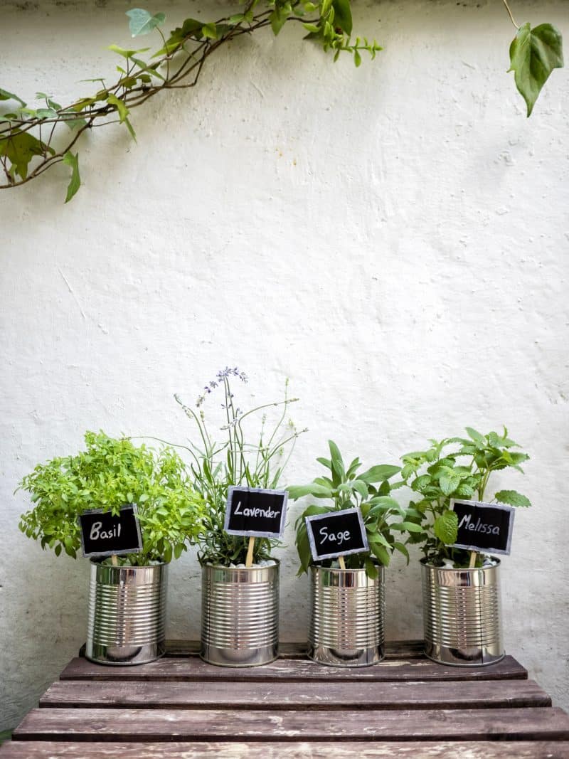 recycled tin can planters and herb plants with DIY labels using black paper chalk and popsicle sticks with stucco wall and weathered wooden table