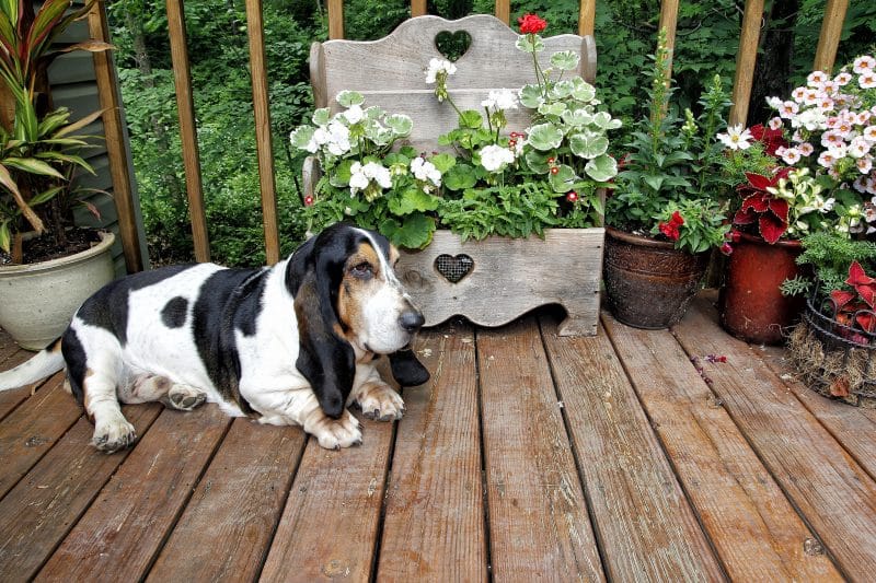 recycled wooden kitchen shelf planter with heart accents and wooden deck and fence with glazed cylinder planters and poinsettia plants in in vintage salad spinner