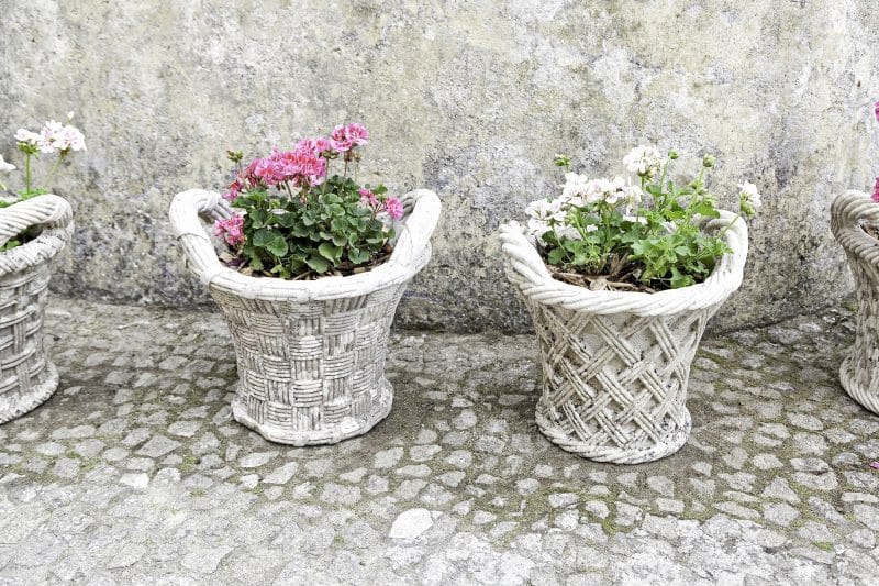 row of vintage molded concrete basket planters and white and salmon pink geraniums with weathered stone path