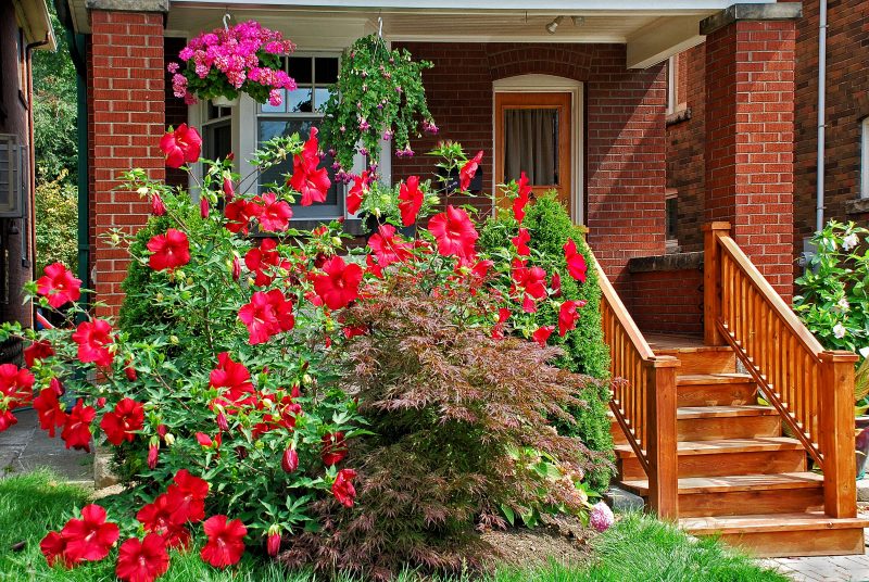 pink geraniums in white hanging flower basket and blazing red hibiscus with laceleaf Japanese maple and wooden porch steps with railings with brick exterior walls and porch columns