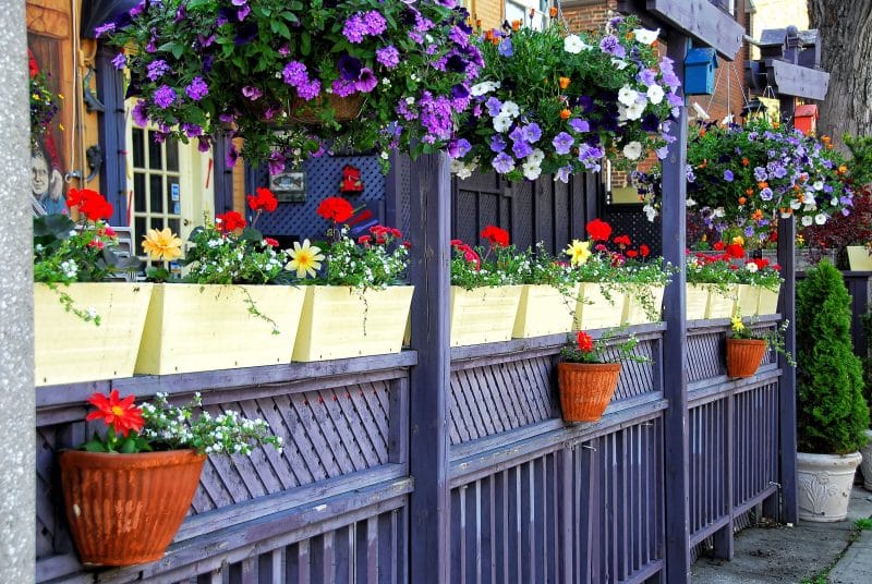 white, light, and dark purple petunias in hanging wire flower baskets with dark lilac pergola with railing-mounted ribbed terracotta half round wall pots with single African daisy and tender yellow painted rectangular tapered planters with geranium, baby’s breath, and dahlia “Honka White” with blue and orange birdhouses on pergola posts